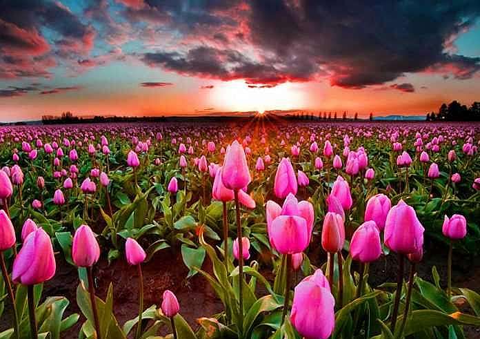 Holland: The country's famous tulips are being destroyed!