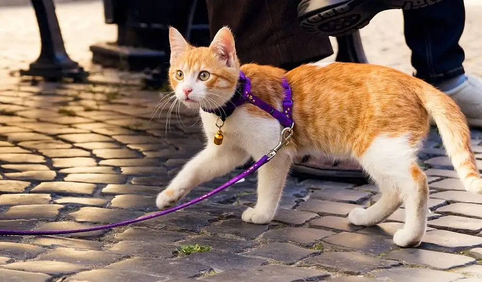 Πώς να βγάλετε τη γάτα σας βόλτα με Λουρί