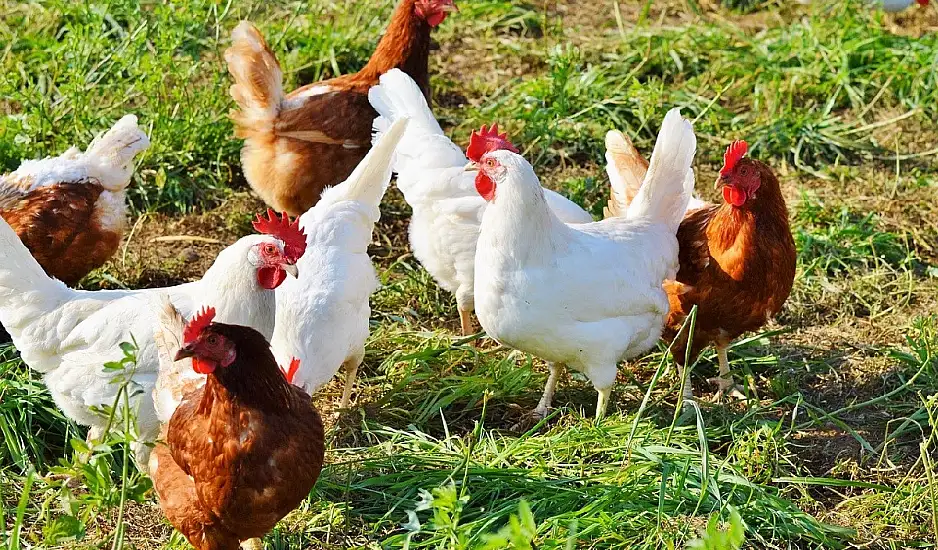 Ανησυχίες στην Ευρώπη για την εξάπλωση της γρίπης των πτηνών