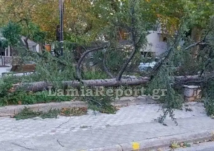 Λαμία: Ζημιές σε σπίτια και πτώσεις δέντρων προκάλεσαν οι ισχυροί άνεμοι