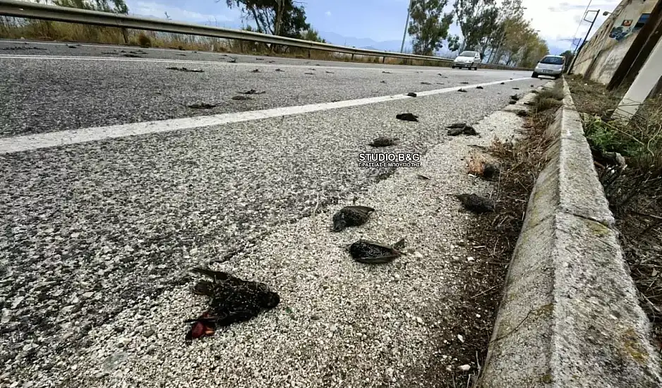 Σοκ και αποτροπιασμός: Εκατοντάδες νεκρά πουλιά στην παραλιακή οδό Ναυπλίου – Νέας Κίου στην Αργολίδα
