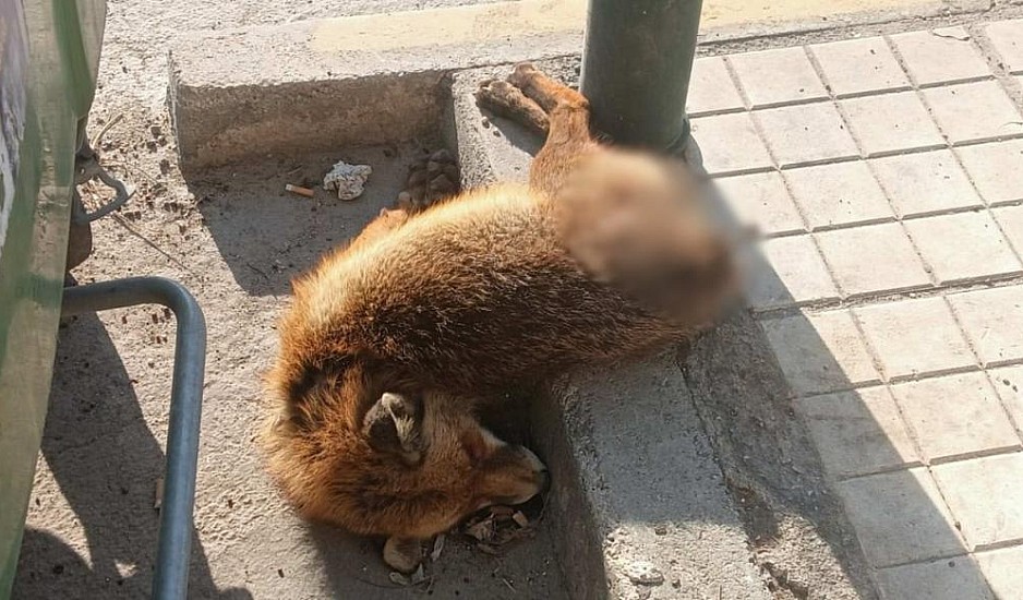 Φρίκη στο Παλαιό Φάληρο: Νεκρή αλεπού στην Ποσειδώνος - Είχε κομμένη ουρά