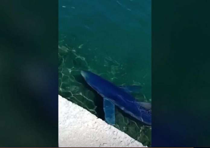 Καρχαρίες εγκλωβίστηκαν στα λιμάνια Βόλου και Γλυφάδας