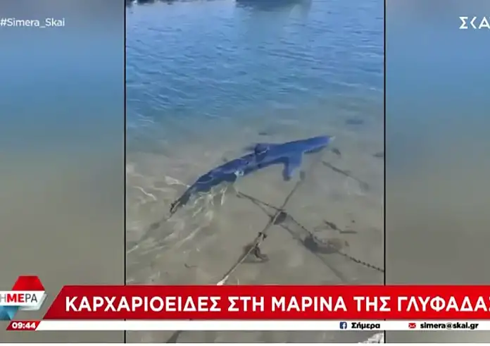 Καρχαρίας βγήκε στα ρηχά στην Μαρίνα της Γλυφάδας