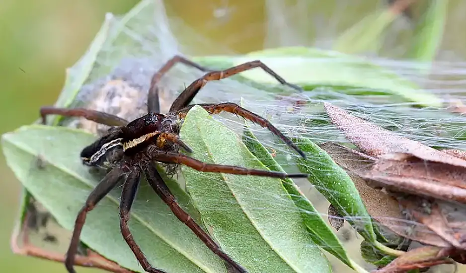 Η πιο επικίνδυνη αράχνη τσίμπησε κορίτσι 5 ετών στη Βρετανία – Δεν μπορούσε να περπατήσει και γέμισε με εξανθήματα