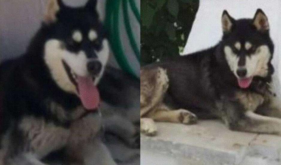 Αράχωβα: Θύμα αγέλης σκύλων ο Όλιβερ – Ολική ανατροπή στην υπόθεση του χάσκι