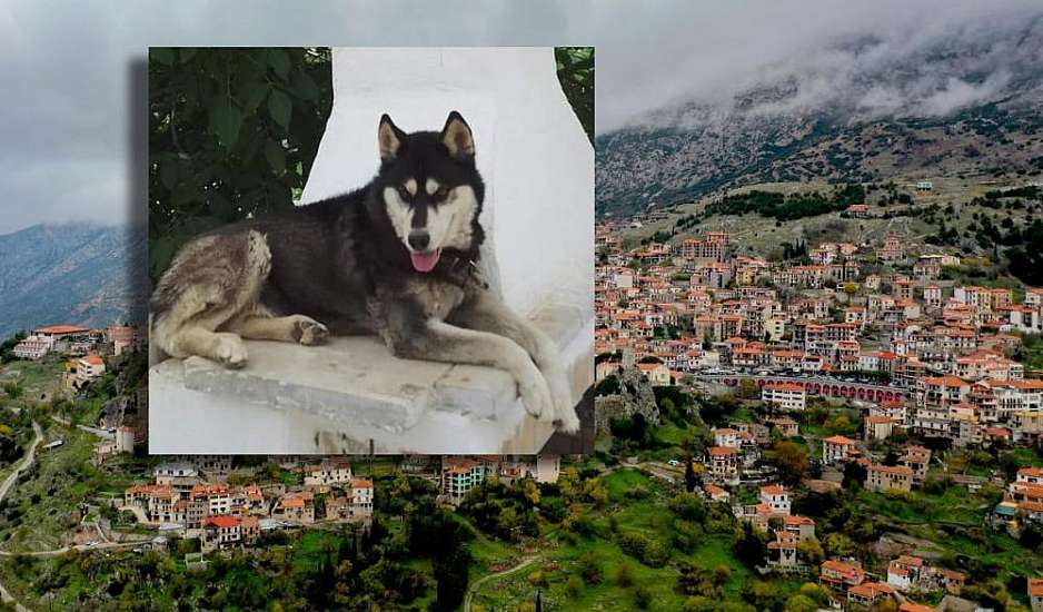 Αράχωβα: Ιδιοκτήτης του χάσκι Όλιβερ – Να βρεθεί το κτήνος που κακοποίησε μέχρι θανάτου το σκύλο μου