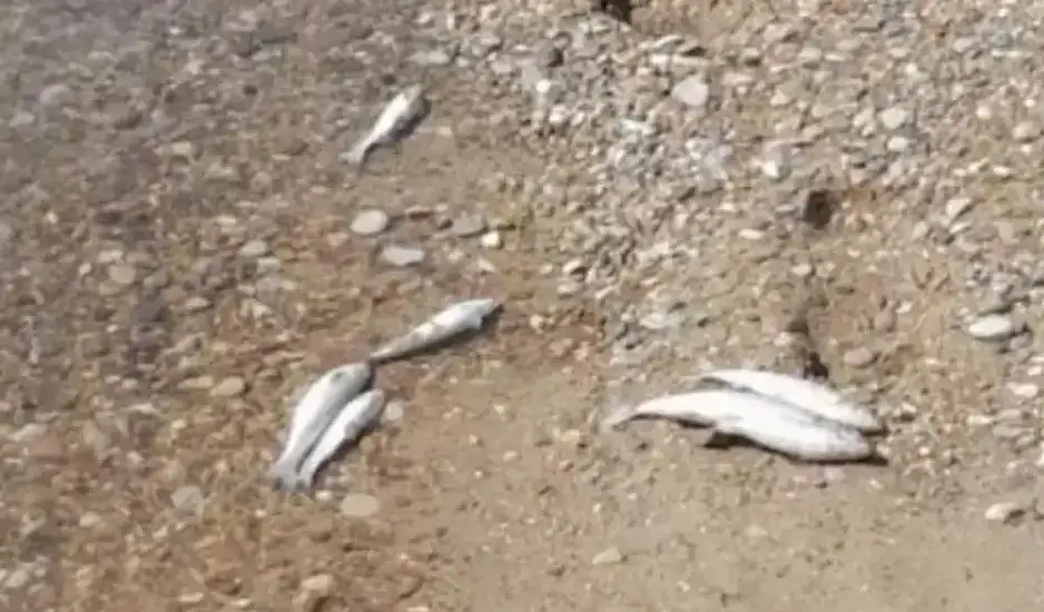 Μετά τον Βόλο και την Πτολεμαΐδα, νεκρά ψάρια και στην Ηλεία