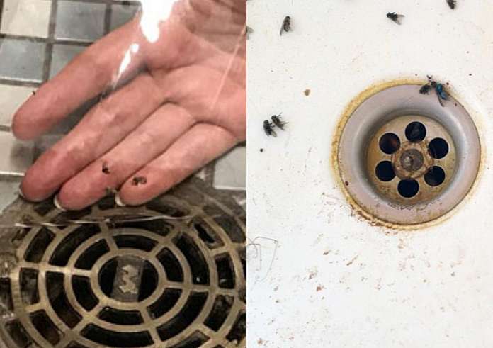 Πώς να απαλλαγείτε από τα μυγάκια στο σπίτι