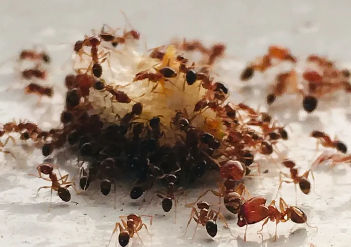 Μυρμήγκια: Πώς να απαλλαχθείτε από αυτά πριν εισβάλουν την άνοιξη στο σπίτι