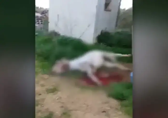Νεκρό μουλάρι στη Σέριφο: Οι καταγγελίες ότι πέθανε αβοήθητο και η απάντηση του δημάρχου – «Συκοφαντίες όσα λέγονται»