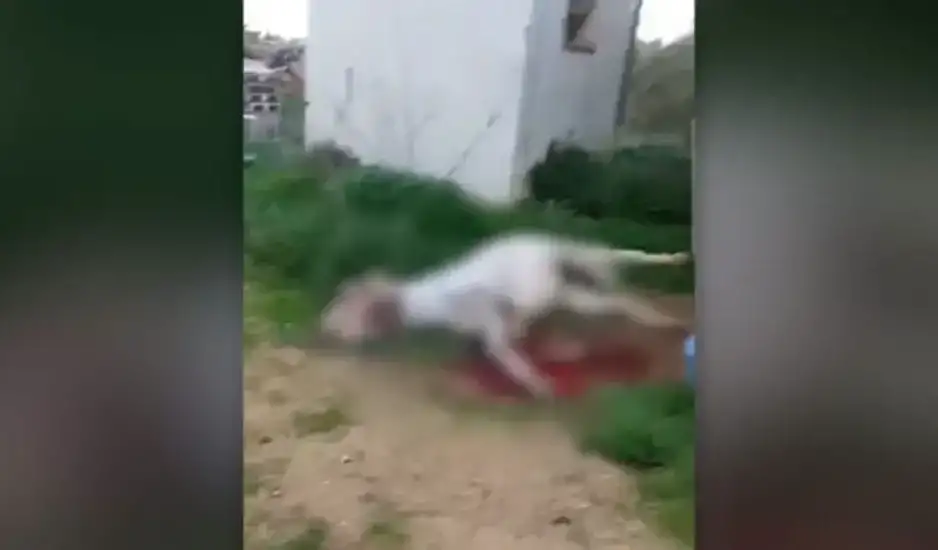 Νεκρό μουλάρι στη Σέριφο: Οι καταγγελίες ότι πέθανε αβοήθητο και η απάντηση του δημάρχου – «Συκοφαντίες όσα λέγονται»