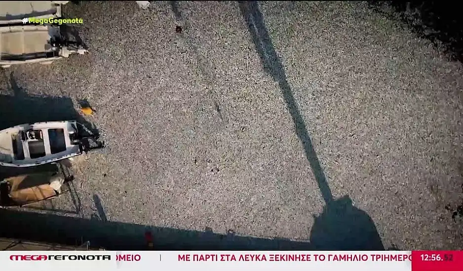 Βόλος: Υγειονομική βόμβα τα νεκρά ψάρια - Δόλωμα για καρχαρίες