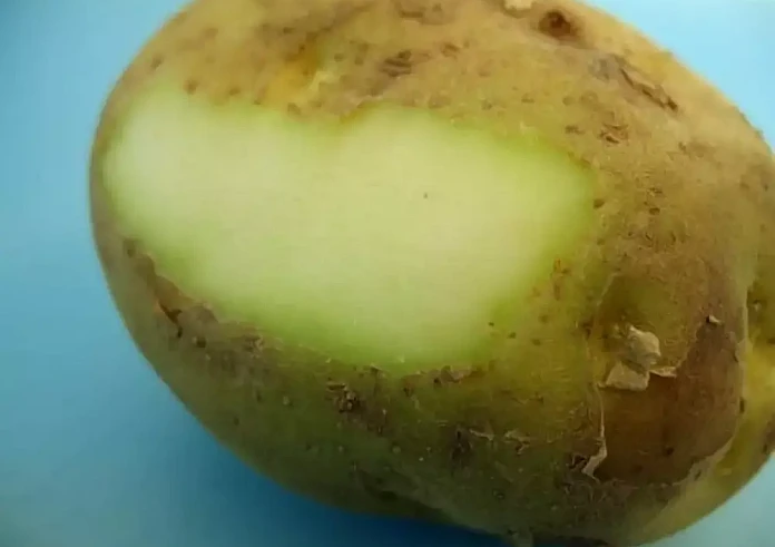 Πατάτες: Τι σημαίνει έχουν πρασινίσει λίγο - Ο κίνδυνος υγείας