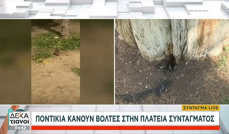 Αθήνα: Γέμισε ποντίκια η πλατεία Συντάγματος -  Σε σοκ οι περαστικοί