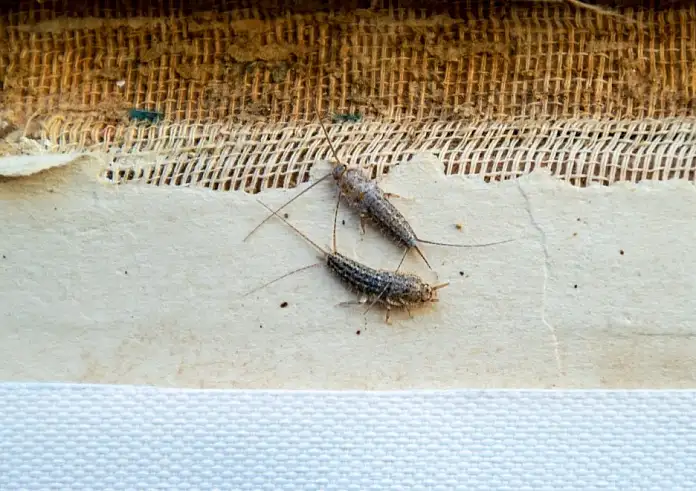 Ψαλίδες στο σπίτι το μπαλκόνι και την αυλή: Πώς να τις κρατήσετε μακριά