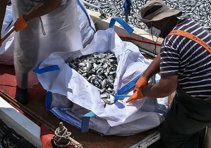 Δραματική η κατάσταση με τα νεκρά ψάρια στον Βόλο – Οι αιτίες της καταστροφής και τα επόμενα βήματα