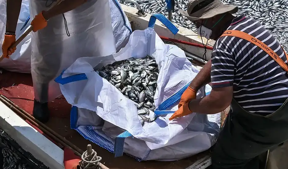 Δραματική η κατάσταση με τα νεκρά ψάρια στον Βόλο – Οι αιτίες της καταστροφής και τα επόμενα βήματα