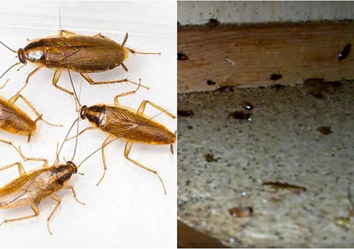 Κατσαρίδες: Αν έχετε αυτά στο σπίτι πετάξτε τα αμέσως και θα εξαφανιστούν!