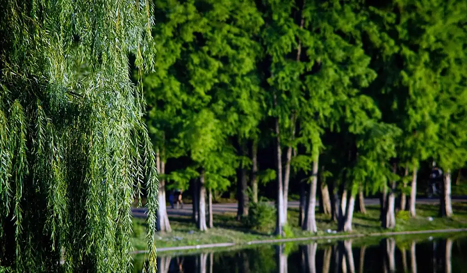 Νεαρός επέζησε δύο εβδομάδες τρώγοντας μούρα σε εθνικό πάρκο