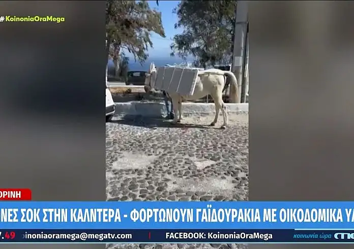 Σαντορίνη: Συνεχίζονται οι εικόνες με φορτωμένα γαϊδουράκια – Κουβαλούν οικοδομικά υλικά