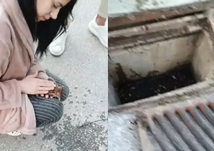 Θεσσαλονίκη: Νοσηλεύτρια επαναφέρει στη ζωή γατάκι που έπεσε σε φρεάτιο - Βίντεο