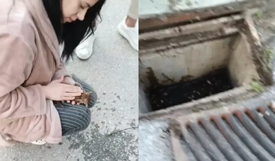 Θεσσαλονίκη: Νοσηλεύτρια επαναφέρει στη ζωή γατάκι που έπεσε σε φρεάτιο - Βίντεο