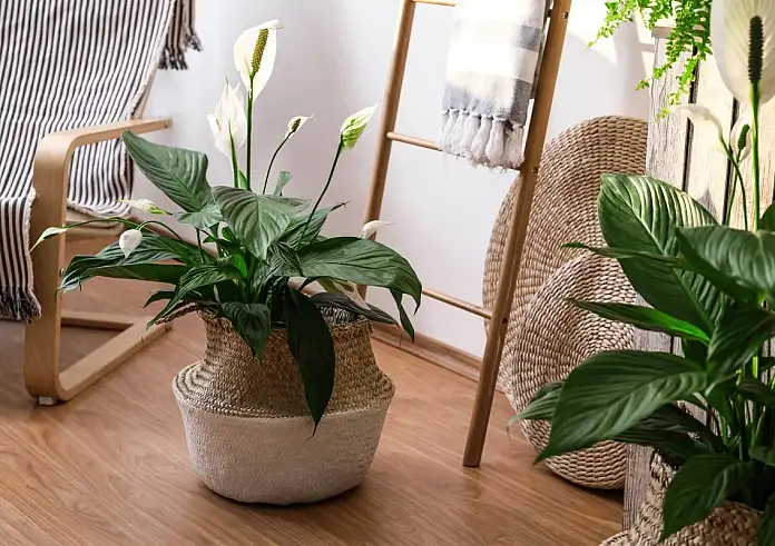 Πώς να κάνετε το Spathiphyllum (Peace Lily) να ανθίζει ξανά και ξανά