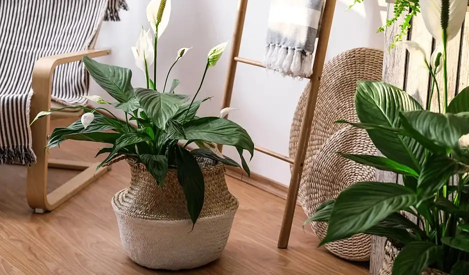 Πώς να κάνετε το Spathiphyllum (Peace Lily) να ανθίζει ξανά και ξανά