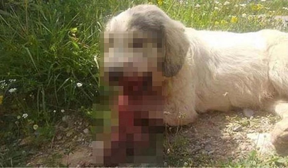 Fake news ο θανάσιμος τραυματισμός σκύλου από κροτίδες στην Καλαμάτα