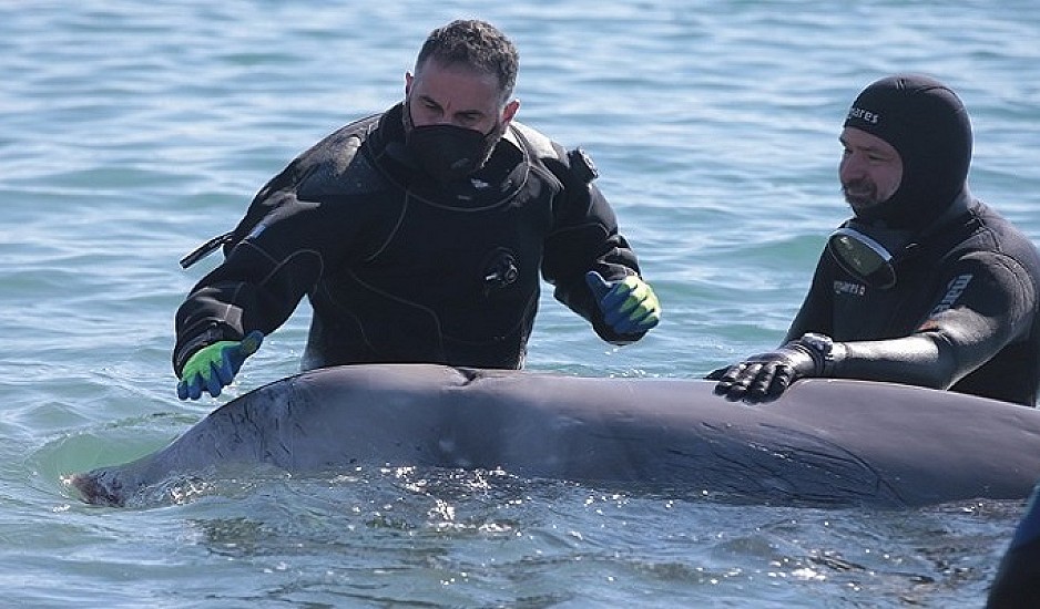 Άλιμος: Ελεύθερη στην  ανοικτή θάλασσα αφέθηκε  η φάλαινα που εγκλωβίστηκε σε παραλία