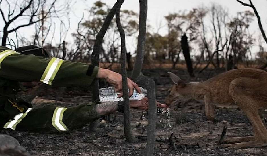 Ολοκαύτωμα για την πανίδα οι πυρκαγιές στη Αυστραλία, προειδοποιούν οι ειδικοί