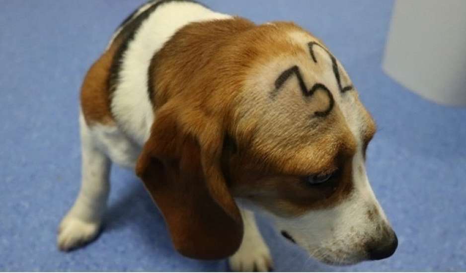 Το Πανεπιστήμιο της Βαρκελώνης θα εκτελέσει 38 σκυλιά Μπιγκλ που χρησιμοποιήθηκαν σαν πειραματόζωα