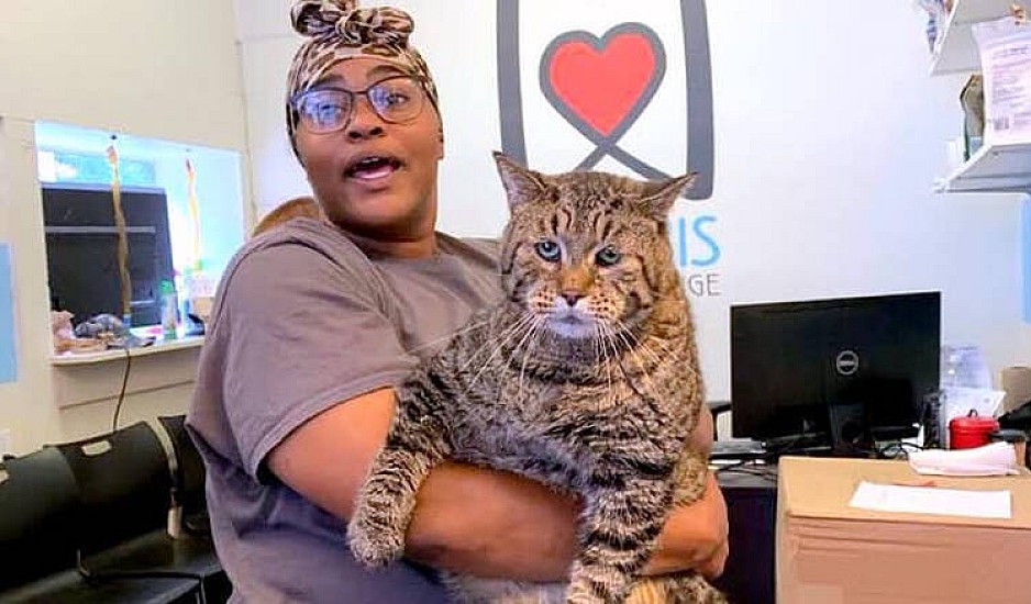 Ο γάτος 12 κιλών που αναζητεί οικογένεια και γίνεται viral