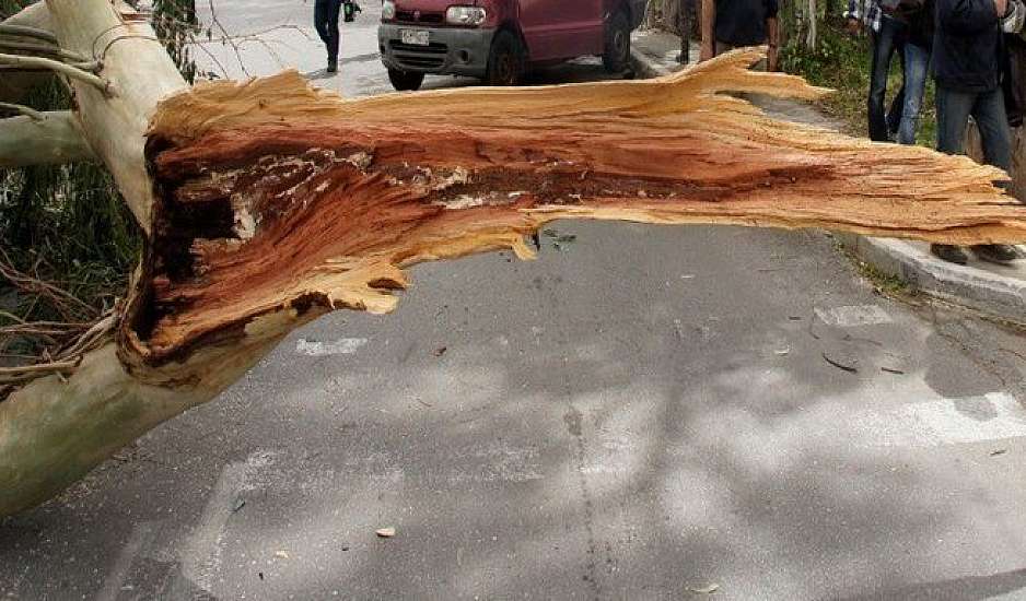 Θεσσαλονίκη: Μόλις μπήκαν σε ταξί έπεσε πάνω του δέντρο – Ξεριζώθηκε από ανέμους