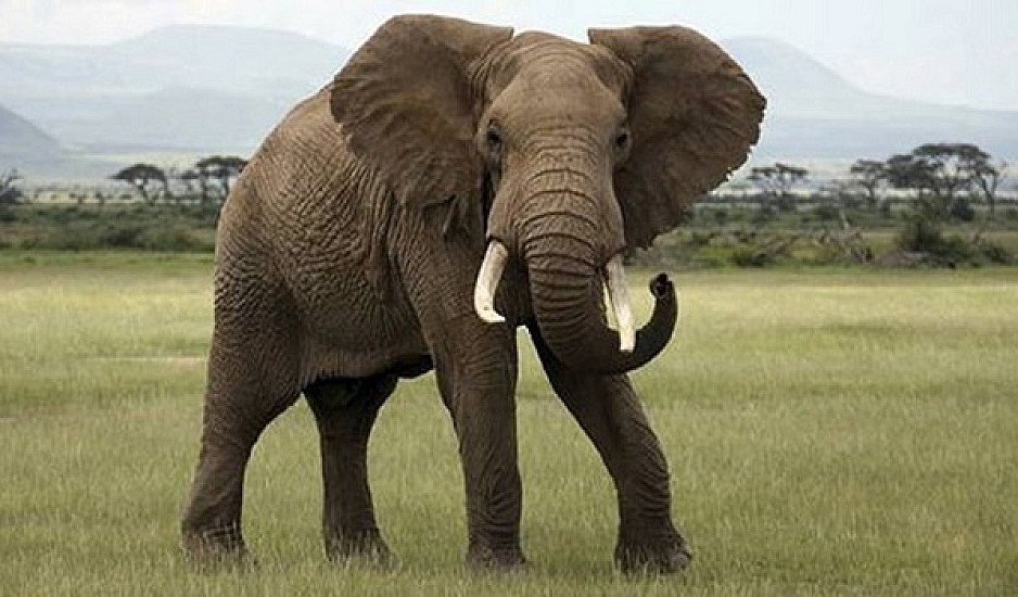 Τα πιο μεγάλα ζώα θα έχουν εξαφανιστεί σε 100 χρόνια