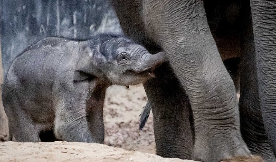 To πρώτο ελεφαντάκι σε ζωολογικό κήπο του Τόκιο εδώ και 138 χρόνια