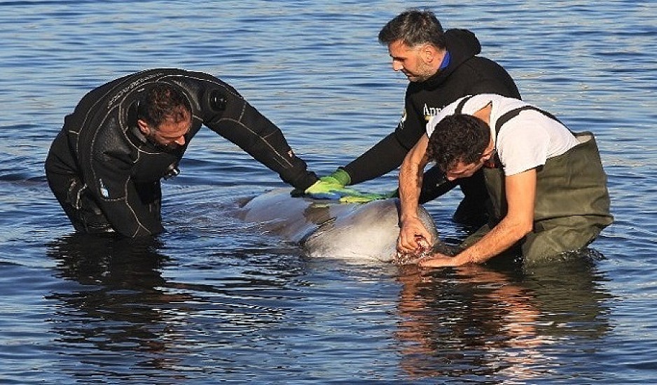 Άλιμος: Δύσκολη μάχη για τη σωτηρία της μικρής φάλαινας -  Μεταφέρεται στα βαθιά για να δούμε αν θα ανακάμψει