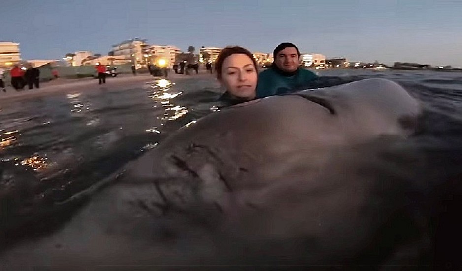 Εντοπίστηκε νεκρή η φάλαινα του Αλίμου. Καταγγελίες για σοβαρά λάθη στην περίθαλψη του κήτους