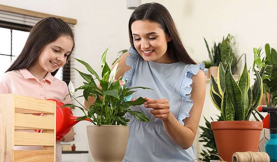 Τρία φυτά-βάλσαμο για τους πνεύμονες
