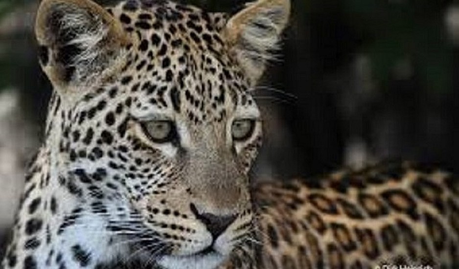 Λεοπάρδαλη αποκεφάλισε τρίχρονο αγόρι μπροστά στα μάτια της μητέρας του