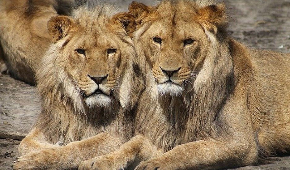 Γκάνα: Λιοντάρια κατασπάραξαν άνδρα σε ζωολογικό κήπο - Υποψίες ότι σχεδίαζε να κλέψει σπάνια λευκά λιονταράκια