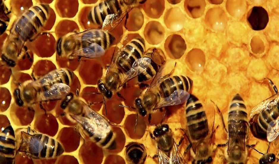 Έτσι καθορίζουν οι μέλισσες τη βασίλισσά τους