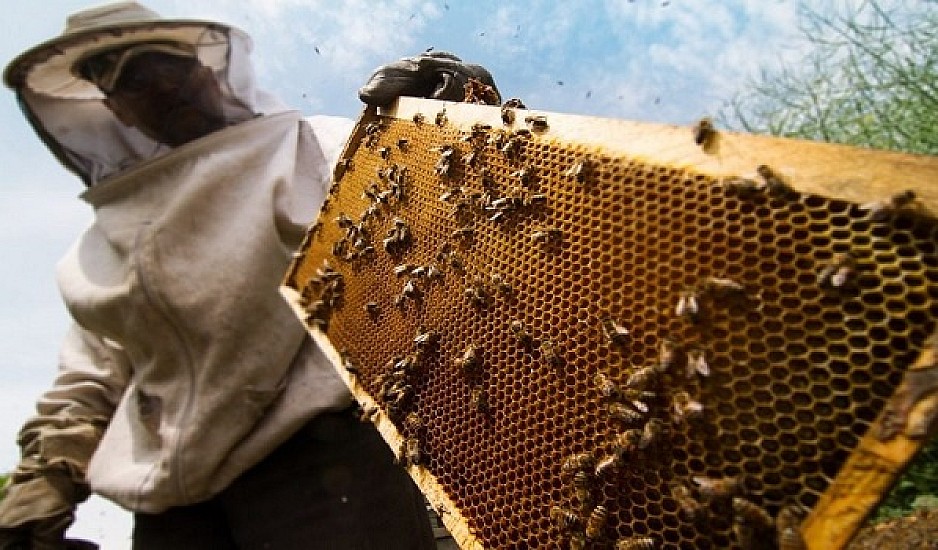 Ορεστιάδα: 41χρονος μελισσοκόμος πέθανε από τσίμπημα μέλισσας