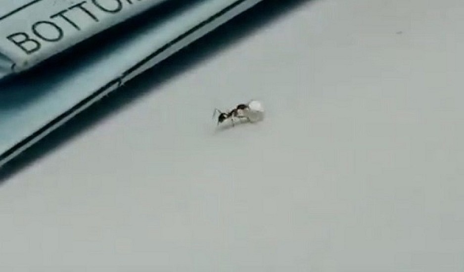 Απίστευτο! Μυρμήγκι κλέβει διαμάντι από κοσμηματοπωλείο