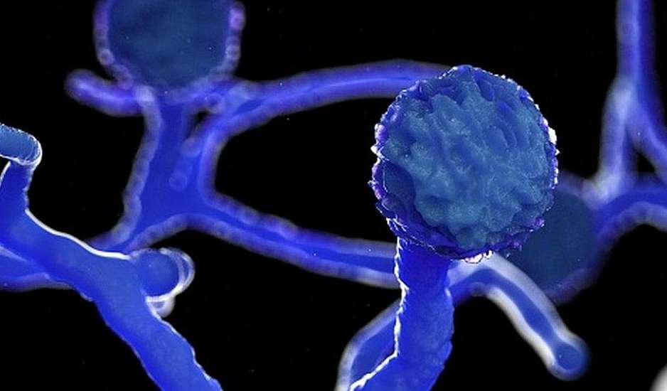 Μουκορμύκωση: Ο μαύρος μύκητας που επιτίθεται σε ασθενείς με κορονοϊό