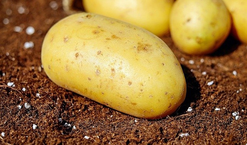Πατάτα – Ευαίσθητες σε μυκητολογικές προσβολές οι φθινοπωρινές φυτείες