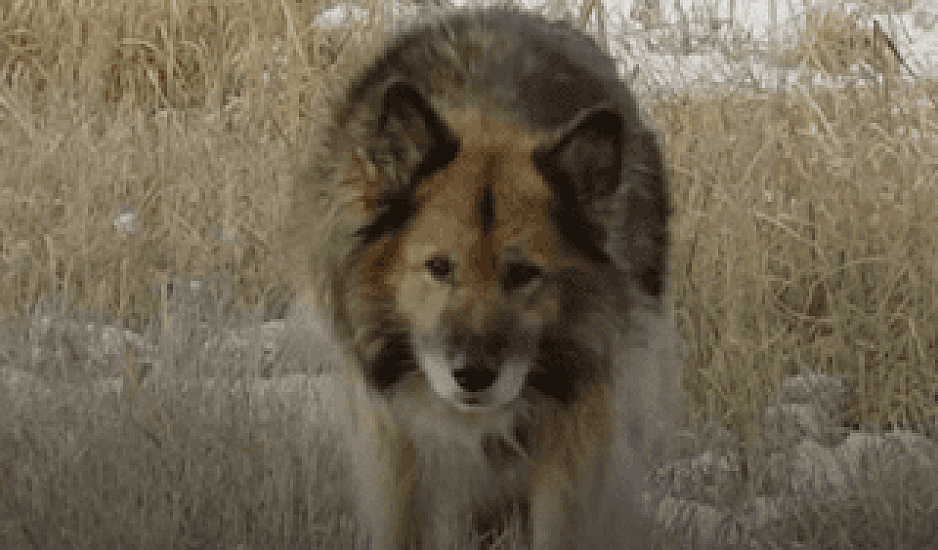Συγκινητικό βίντεο: Σκύλος ζει 11 χρόνια στο σημείο που σκοτώθηκε το αφεντικό του