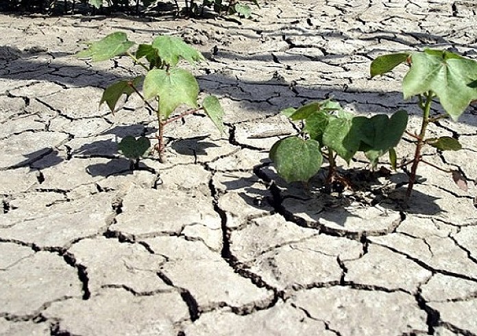Ισπανία: Κινδυνεύει μία από τις μεγαλύτερες αποικίες φλαμίνγκο λόγω ξηρασίας
