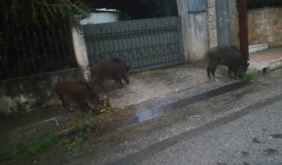 Ραφήνα: Αγριογούρουνα εμφανίστηκαν σε δρόμο παράλληλο της Λεωφόρου Μαραθώνος